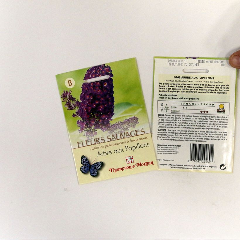 Exemple de spécimen de Graines de Buddleia davidii  en mélange - Arbre aux papillons Graines tel que livré