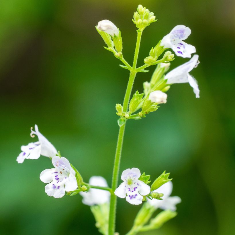 Graines de Calament - Calamintha nepeta (Floraison)