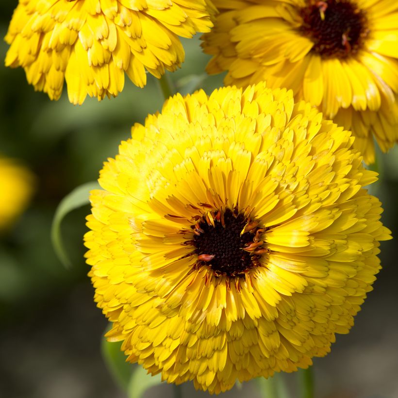 Graines de Calendula officinalis Bull's Eye - Souci des jardins (Floraison)