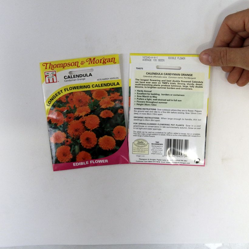 Exemple de spécimen de Graines de Calendula officinalis Candyman Orange - Souci des Jardins tel que livré