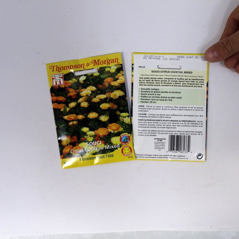 Exemple de spécimen de Graines de Calendula officinalis Citrus Cocktail - Souci des Jardins nain tel que livré