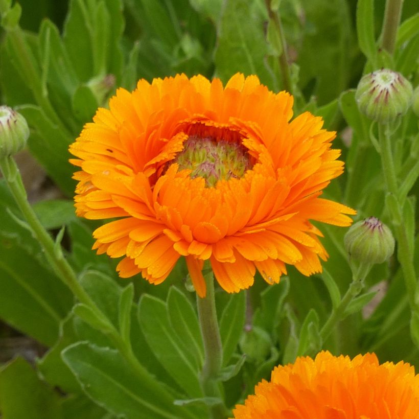 Graines de Calendula officinalis Ollioules Orange Greenheart  - Souci des Jardins (Floraison)