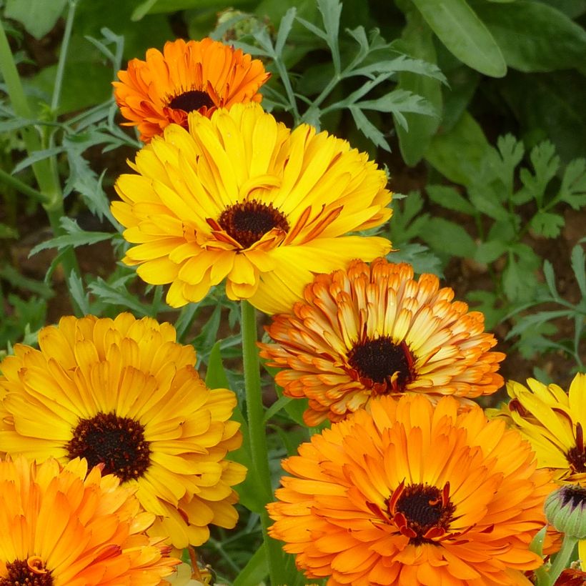 Graines de Calendula officinalis Touch Of Red Mixed - Souci des Jardins (Floraison)