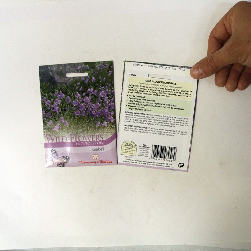 Exemple de spécimen de Graines de Campanule à feuilles rondes - Campanula rotundifolia tel que livré