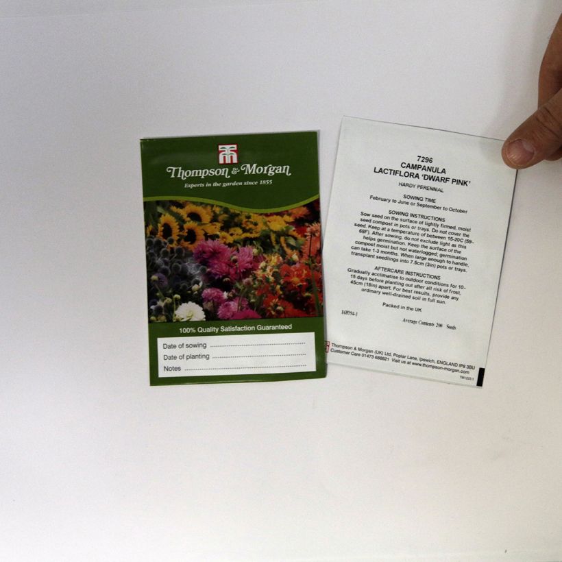 Exemple de spécimen de Graines de Campanule à fleurs laiteuses Dwarf Pink - Campanula lactiflora Graines tel que livré