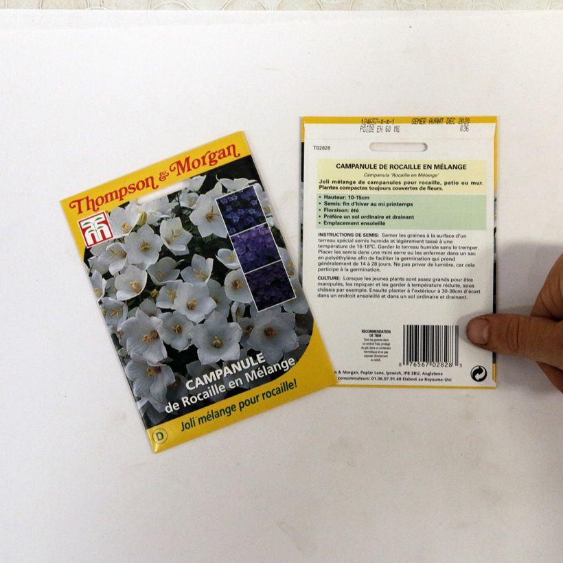 Exemple de spécimen de Graines de Campanule de Rocaille en Mélange Graines tel que livré