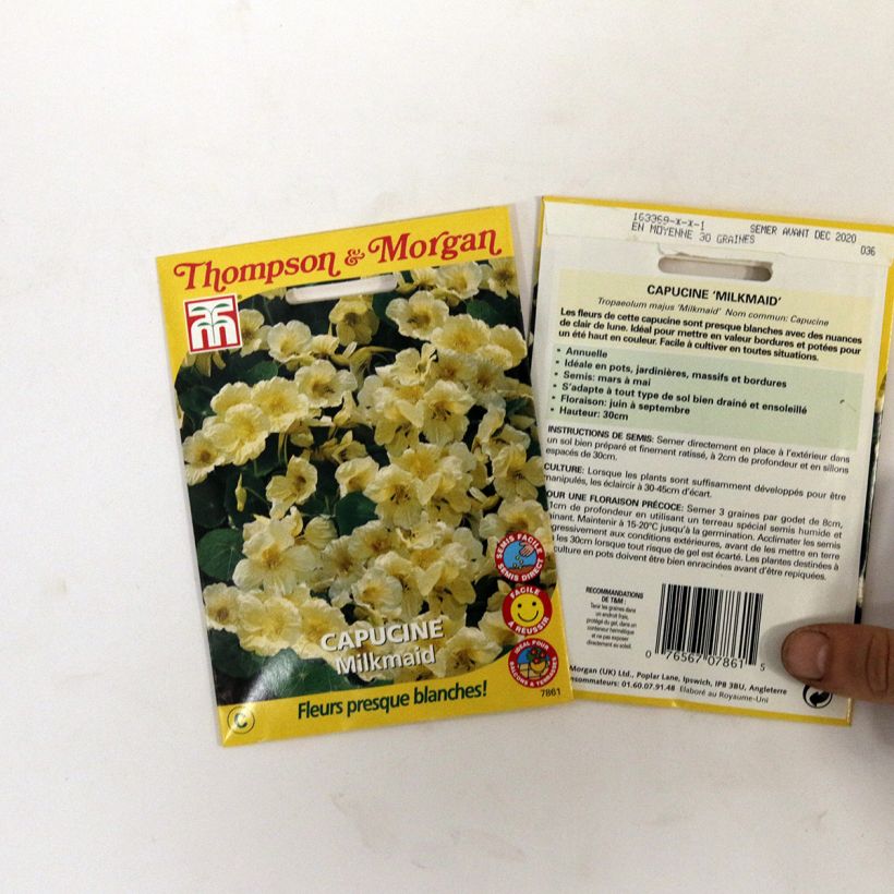 Spécimen de Graines de Capucine naine Milkmaid - Tropaeolum majus tel que livré en printemps