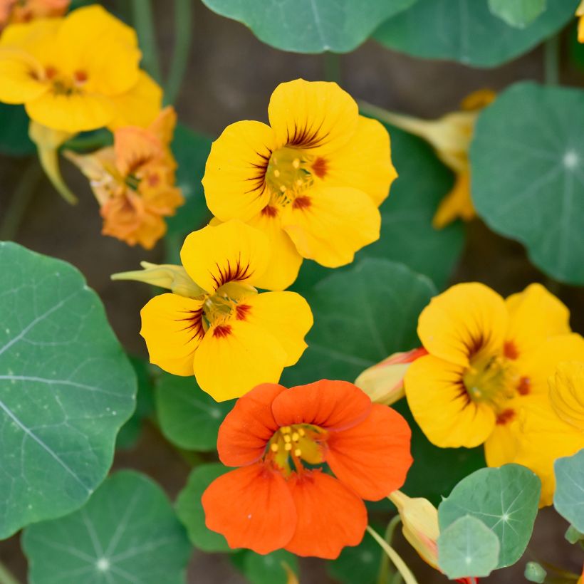 Graines de Capucine grimpante à fleurs doubles - Tropaeolum majus (Floraison)