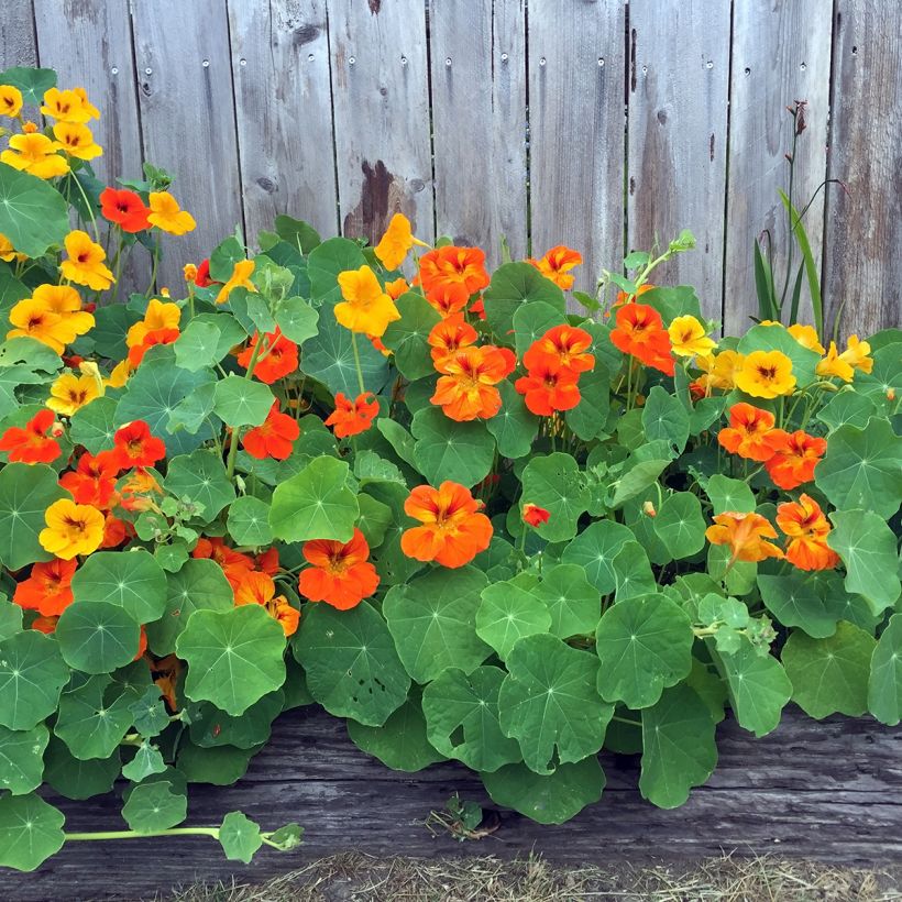 Graines de Capucine grimpante à fleurs doubles - Tropaeolum majus (Port)