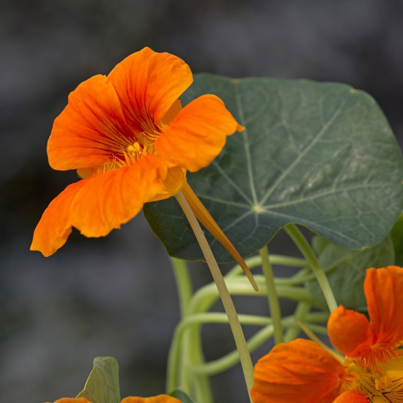 Graines de Capucine naine Baby Orange - Tropaeolum minus (Floraison)