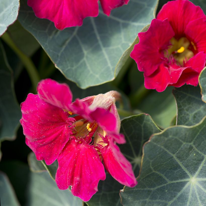 Graines de Capucine naine Baby Rose - Tropaeolum minus (Floraison)