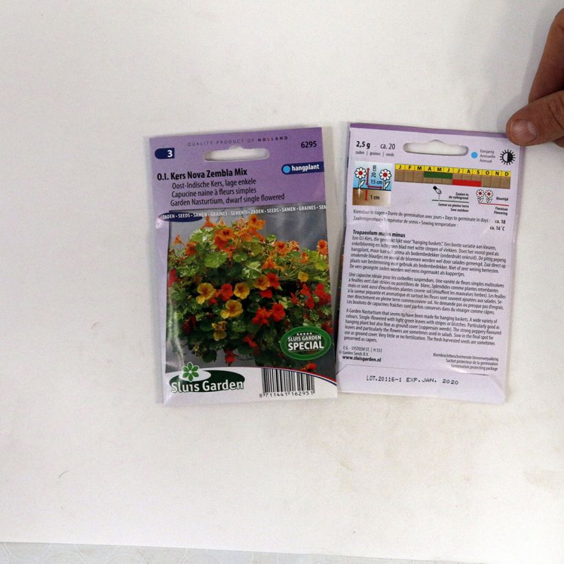 Exemple de spécimen de Graines de Capucine naine Nova Zembla - Tropaeolum majus Graines tel que livré