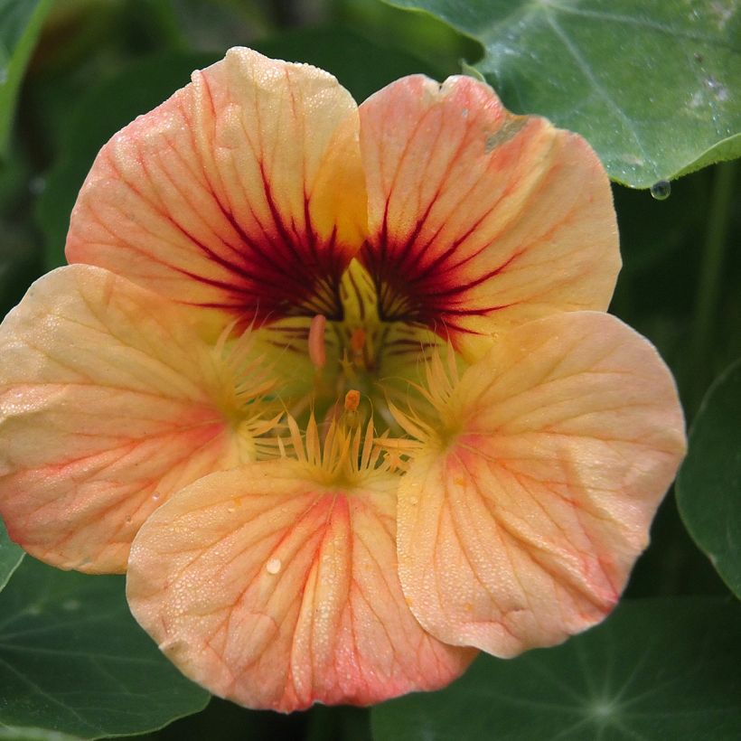 Graines de Capucine naine Salmon Baby - Tropaeolum majus  (Floraison)