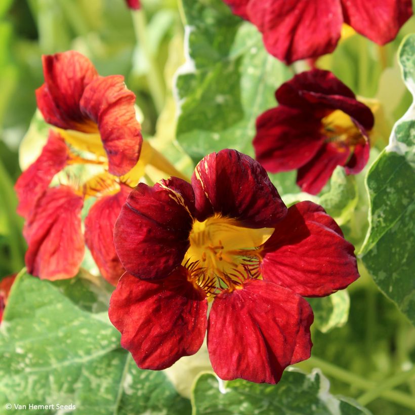 Graines de Capucine naine Velvet Troika - Tropaeolum (Floraison)