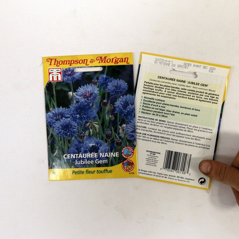 Spécimen de Graines de Centaurée bleuet naine Jubilee Gem - Centaurea cyanus tel que livré en printemps