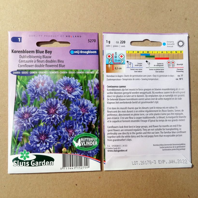 Exemple de spécimen de Graines de Centaurée bleuet Blue Boy - Centaurea cyanus tel que livré