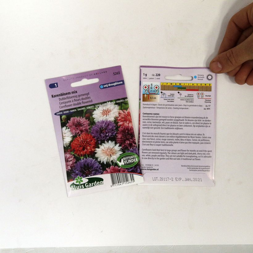 Spécimen de Graines de Centaurée bleuet double en mélange - Centaurea cyanus tel que livré en printemps