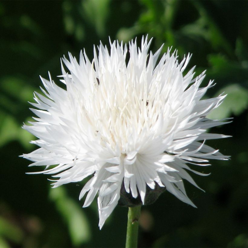 Graines de Centaurée moschata Alba pur white (Floraison)