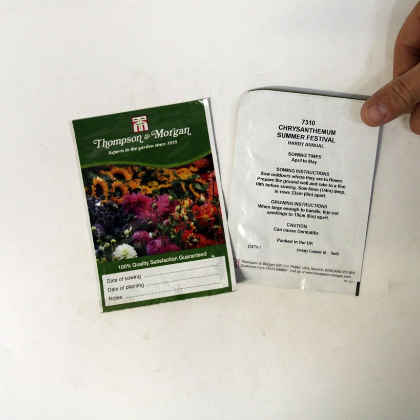 Exemple de spécimen de Graines de Chrysanthème à carène Summer Festival - Chrysanthemum carinatum Graines tel que livré