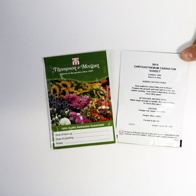 Exemple de spécimen de Graines de Chrysanthème à carène Sunset - Chrysanthemum carinatum Graines tel que livré