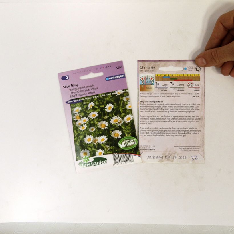 Exemple de spécimen de Graines de Chrysanthème nain annuel Snow Daisy - Chrysanthemum paludosum tel que livré