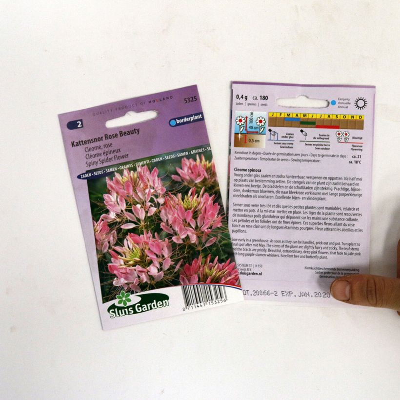 Exemple de spécimen de Graines de Cléome épineux Rose Beauty - Cleome spinosa Graines tel que livré