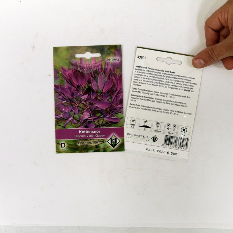 Exemple de spécimen de Graines de Cleome épineux Violet Queen - Cleome spinosa tel que livré