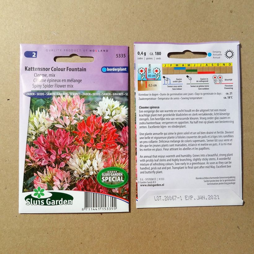 Exemple de spécimen de Graines de Cléome épineux en mélange Colour Fountain - Cleome spinosa Graines tel que livré