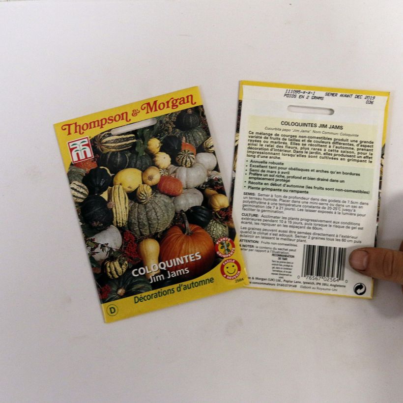 Exemple de spécimen de Graines de Coloquintes Jim Jams - Cucurbita pepo  tel que livré