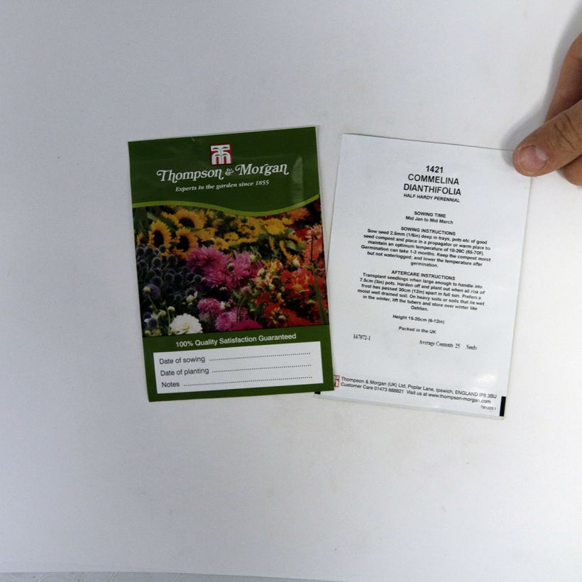 Exemple de spécimen de Graines de Commelina dianthifolia tel que livré