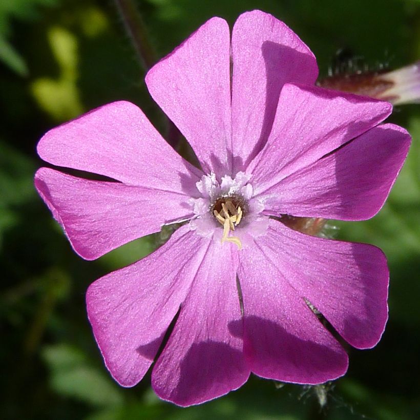 Graines de Compagnon rouge - Silene dioica (Floraison)