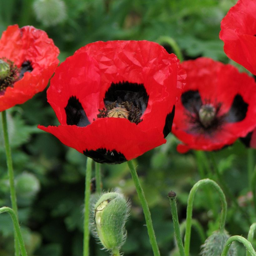 Graines de Coquelicot coccinelle - Papaver commutatum  Ladybird (Floraison)