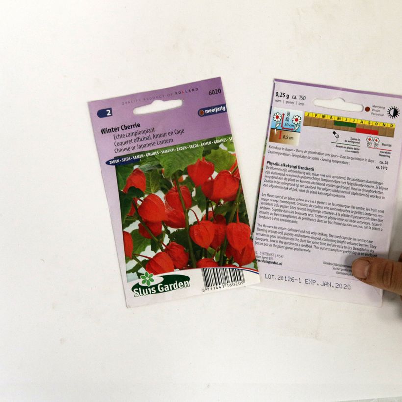 Exemple de spécimen de Graines de Coqueret officinal Winter Cherry - Amour en cage Graines tel que livré