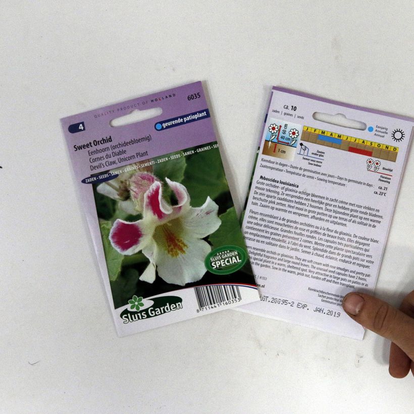 Exemple de spécimen de Graines de Cornes du Diable Sweet Orchid - Proboscidea louisianica Graines tel que livré