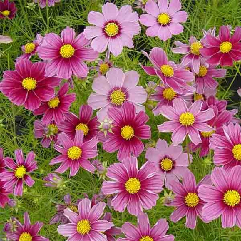 Graines de Cosmos Antiquity - Cosmos bipinnatus (Floraison)