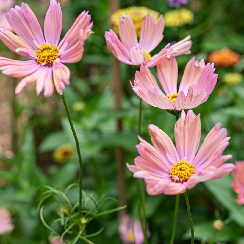 Graines de Cosmos Apricotta - Cosmos bipinnatus (Floraison)