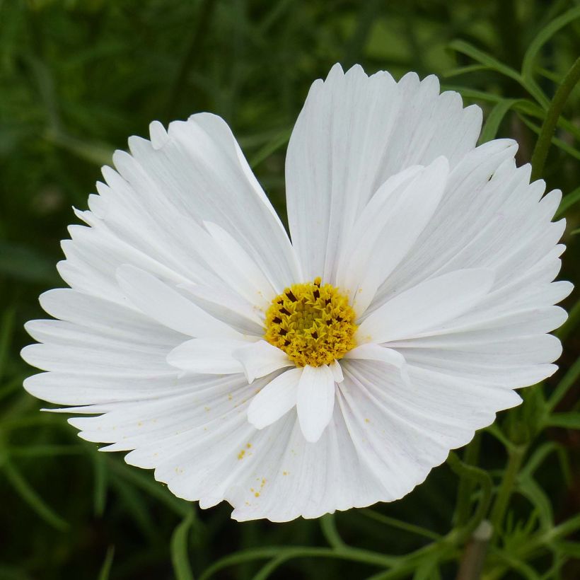 Graines de Cosmos Cupcakes White - Cosmos bipinnatus (Floraison)