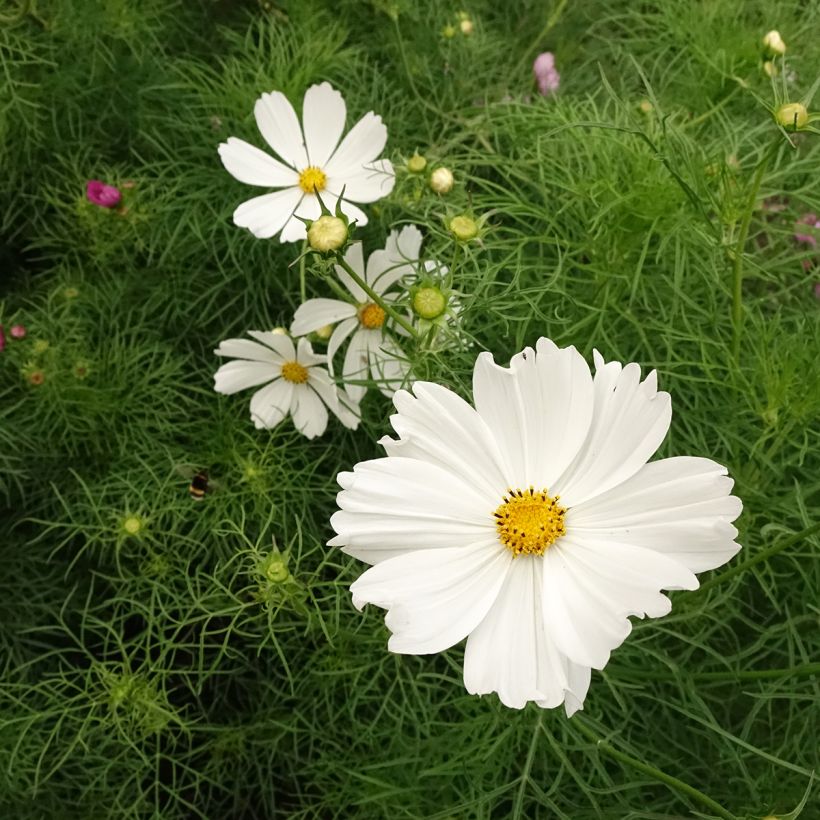 Graines de Cosmos Cupcakes White - Cosmos bipinnatus (Floraison)