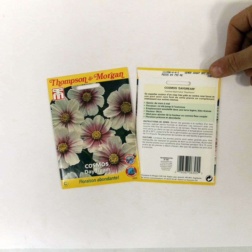 Exemple de spécimen de Graines de Cosmos Sensation Daydream - Cosmos bipinnatus Graines tel que livré