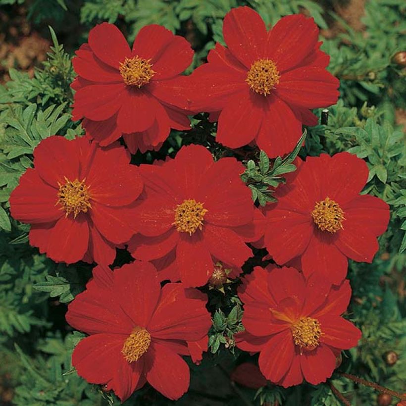 Graines de Cosmos Ladybird Scarlet - Cosmos sulphureus (Floraison)