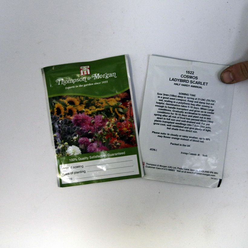 Exemple de spécimen de Graines de Cosmos Ladybird Scarlet - Cosmos sulphureus Graines tel que livré