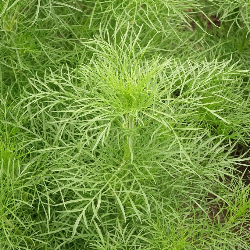 Graines de Cosmos Fandango - Cosmos bipinnatus (Feuillage)