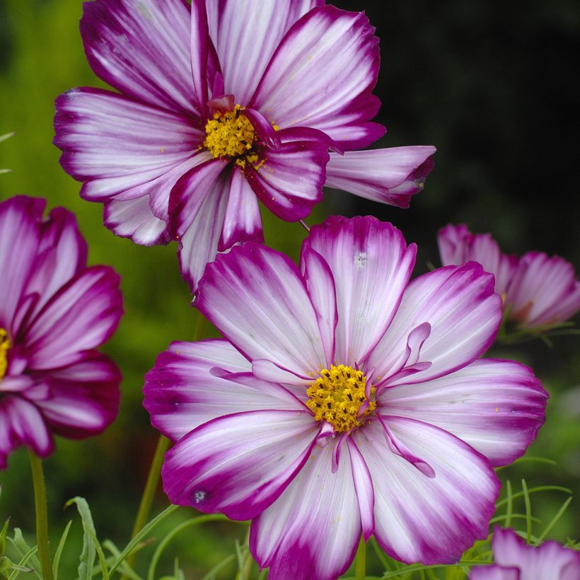 Graines de Cosmos Fizzy Pink - Cosmos bipinnatus (Floraison)