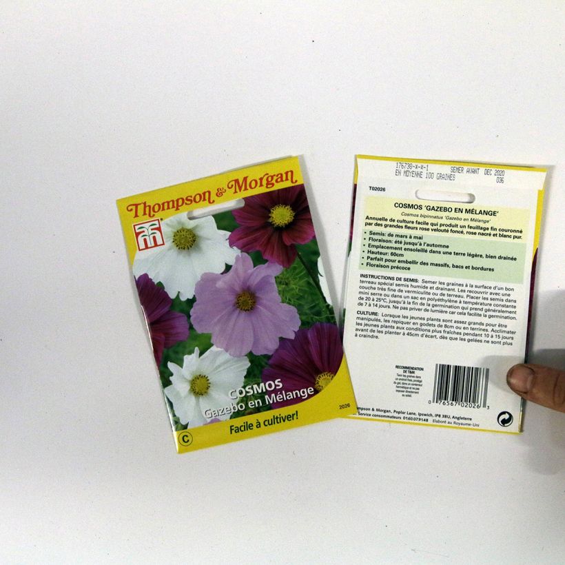 Exemple de spécimen de Graines de Cosmos Gazebo Mixed - Cosmos bipinnatus tel que livré