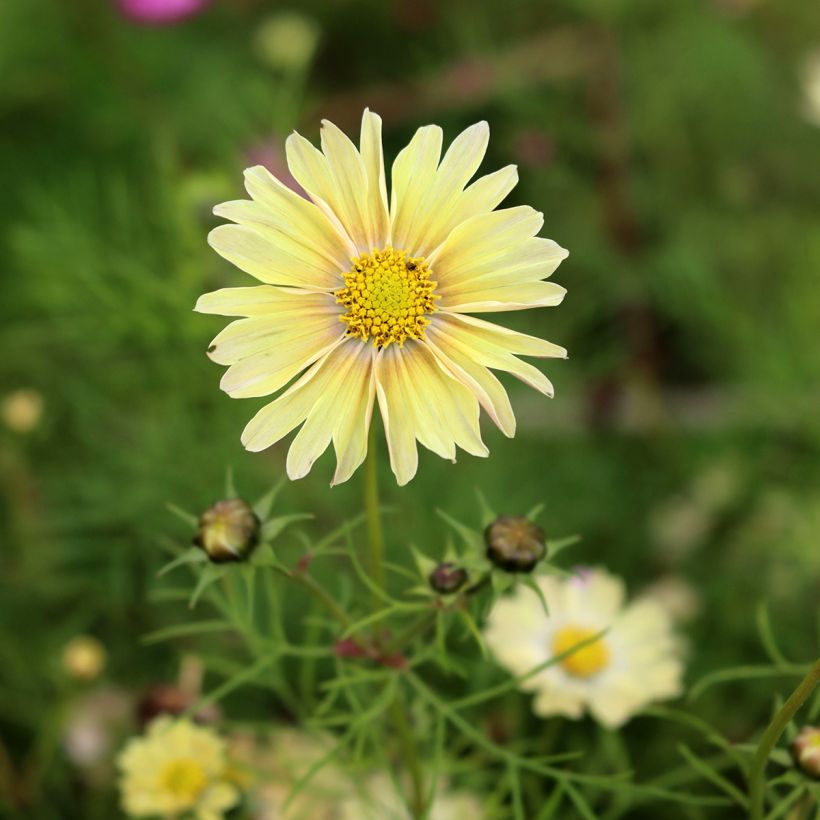 Graines de Cosmos Lemonade  (Floraison)