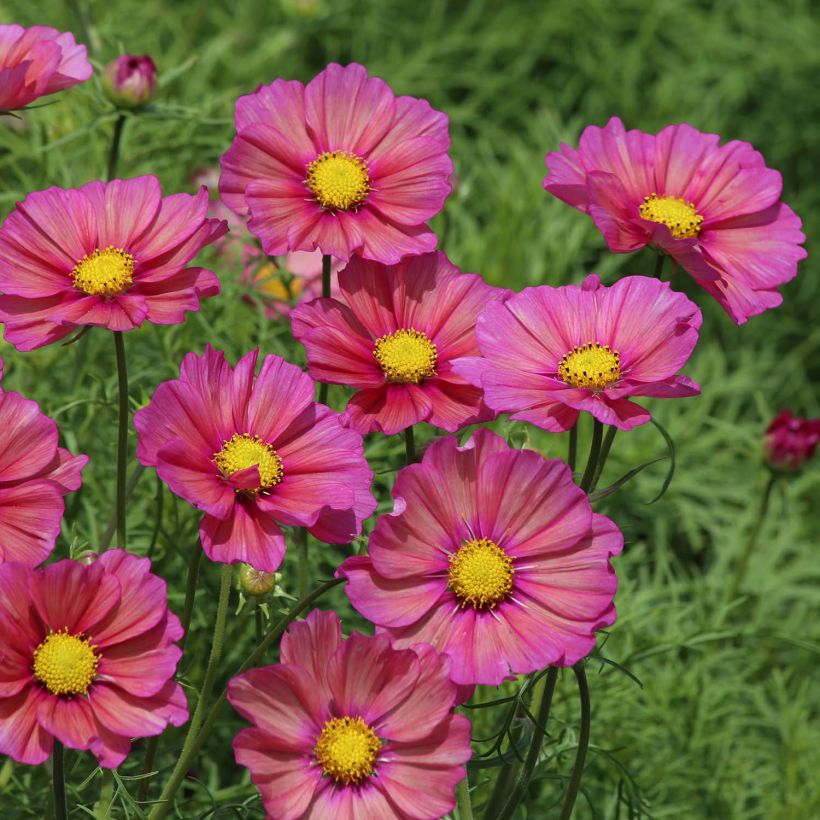 Graines de Cosmos Xsenia - Cosmos bipinnatus (Floraison)