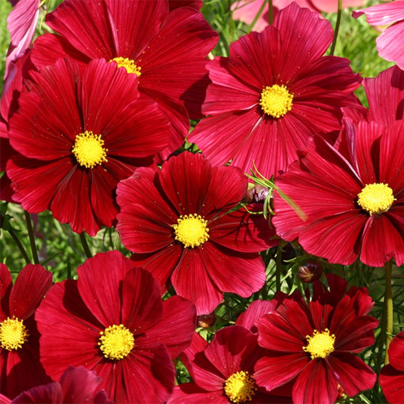 Graines de Cosmos Rubenza - Cosmos bipinnatus (Floraison)