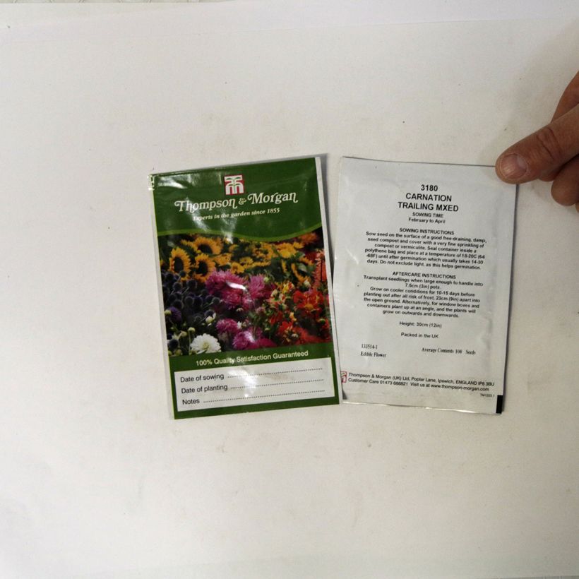 Exemple de spécimen de Graines de d'Oeillet commun en mélange Trailing Carnations Mixed Graines tel que livré