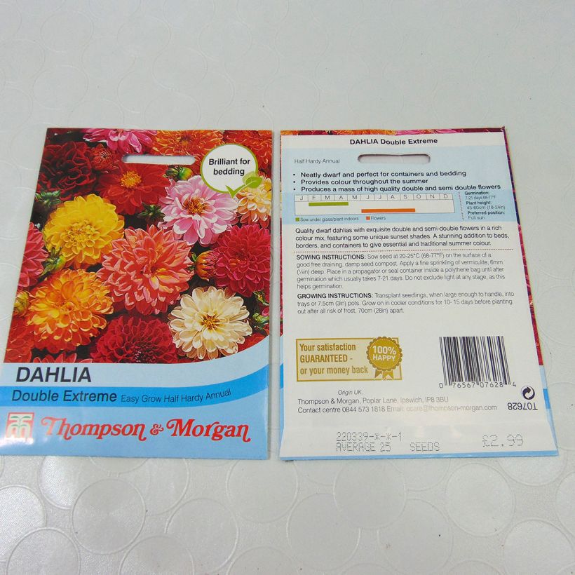 Exemple de spécimen de Graines de Dahlia nain Double Extreme en mélange Graines tel que livré