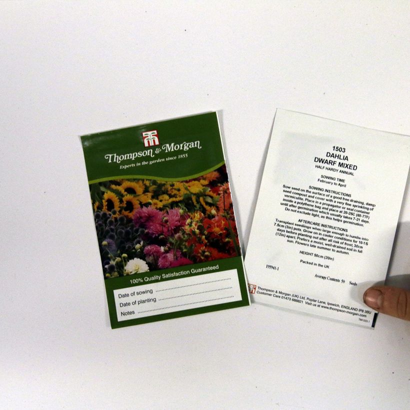 Exemple de spécimen de Graines de Dahlia nain Dwarf Mixed Graines tel que livré